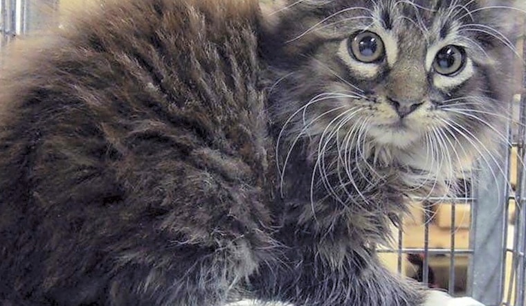 Cats in Long Beach looking for their fur-ever homes