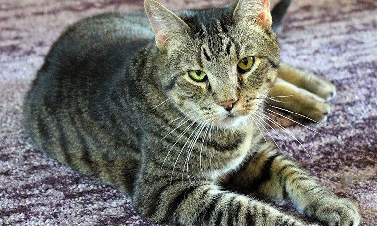 Cats in Minneapolis looking for their fur-ever homes