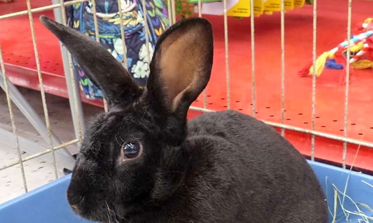 Purr-fect pets for adoption in and around Sacramento