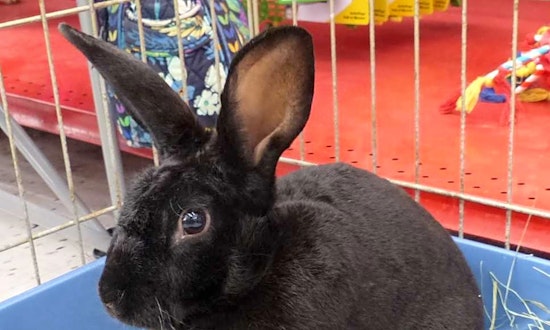 Purr-fect pets for adoption in and around Sacramento
