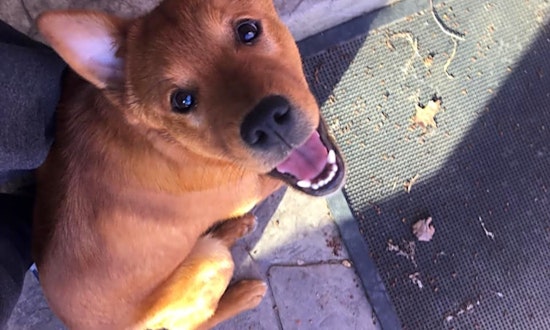Dogs in Wichita looking for their fur-ever homes