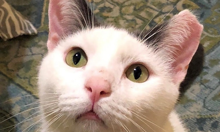 Cats in San Antonio looking for their fur-ever homes