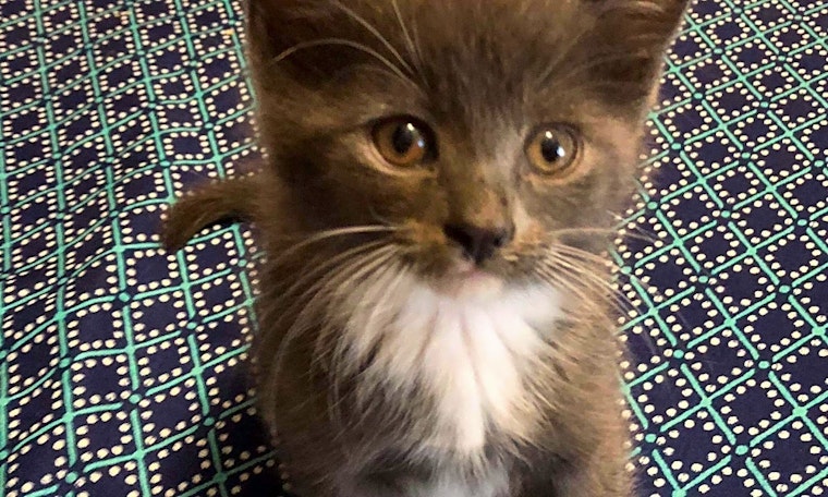 Kittens in Charlotte looking for their fur-ever homes