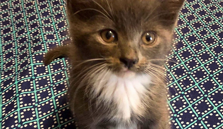 Kittens in Charlotte looking for their fur-ever homes