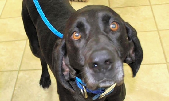 Dogs in Columbus looking for their fur-ever homes