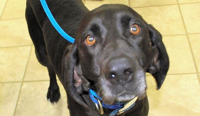 Dogs in Columbus looking for their fur-ever homes