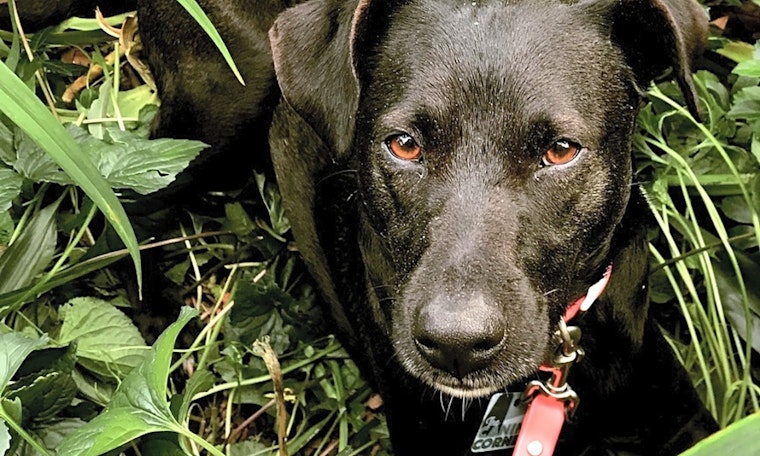 Dogs in New York City looking for their fur-ever homes