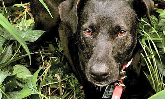 Dogs in New York City looking for their fur-ever homes