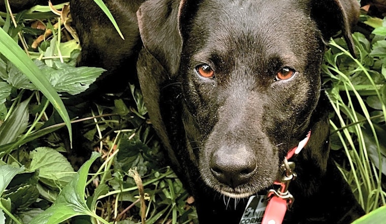 Dogs in New York City looking for their fur-ever homes