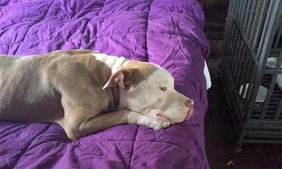 Dogs in Miami looking for their fur-ever homes