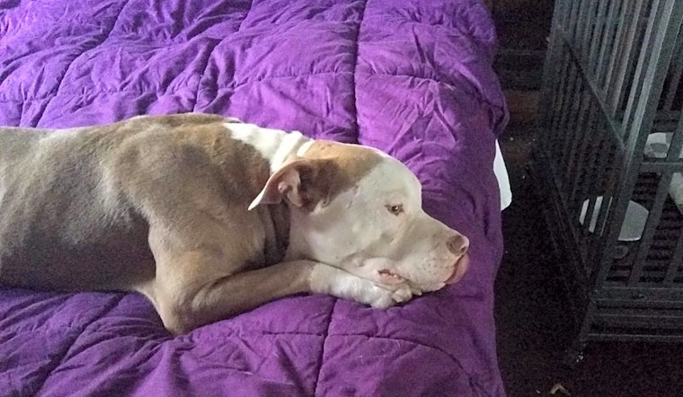 Dogs in Miami looking for their fur-ever homes