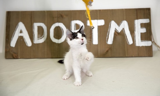 Kittens in Denver looking for their fur-ever homes