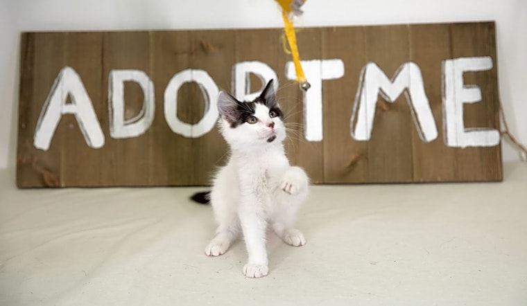 Kittens in Denver looking for their fur-ever homes
