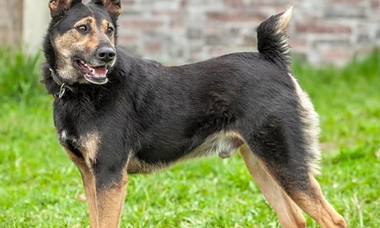 Dogs in Philadelphia looking for their fur-ever homes