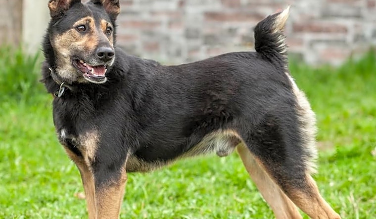Dogs in Philadelphia looking for their fur-ever homes