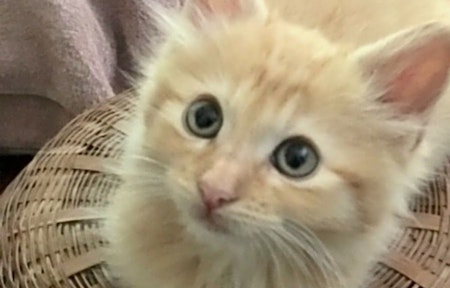Kittens in Corpus Christi looking for their fur-ever homes