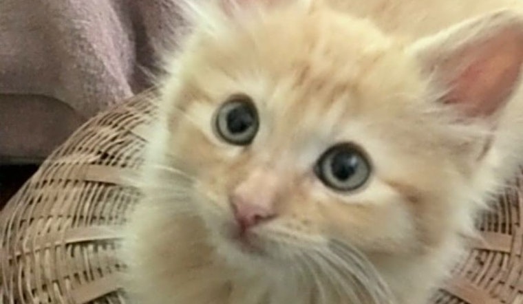 Kittens in Corpus Christi looking for their fur-ever homes