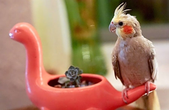 Pet birds available for adoption in and around Tampa