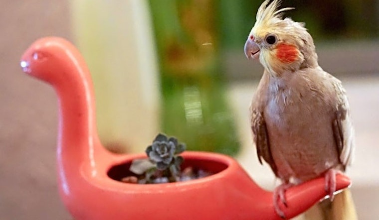 Pet birds available for adoption in and around Tampa