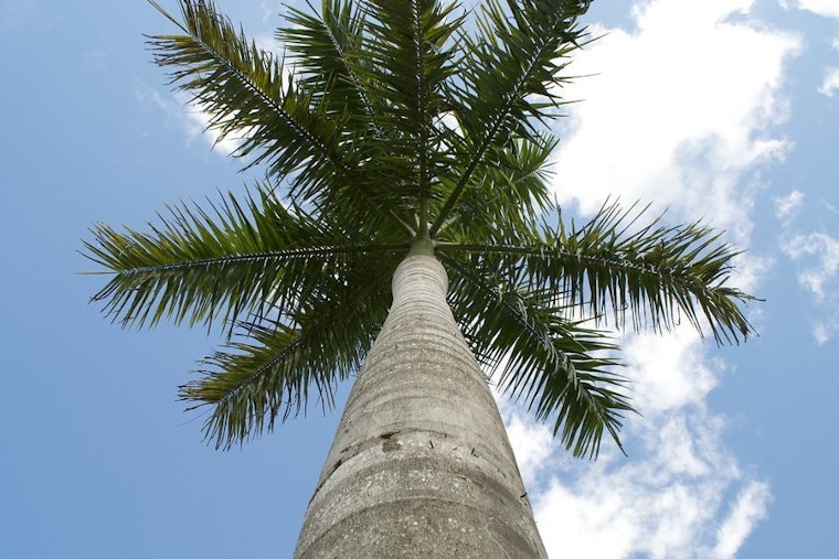 Top Miami news: City, state at odds over tree rules; senior center residents beaten, robbed; more