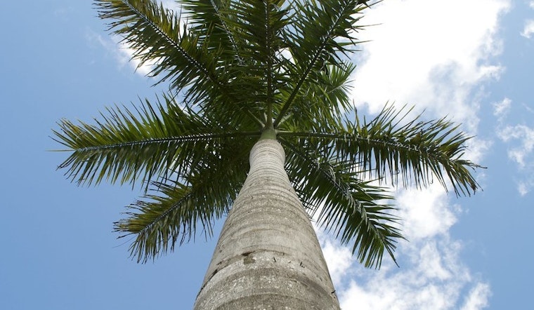 Top Miami news: City, state at odds over tree rules; senior center residents beaten, robbed; more