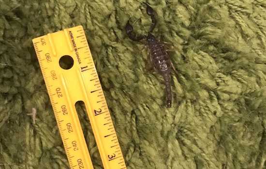 Strange Tail: Mission Resident Discovers Live Scorpion In Living Room