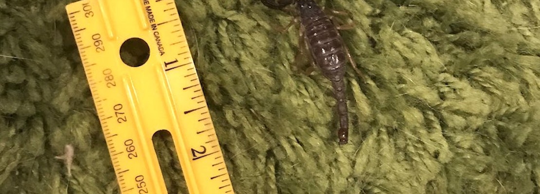 Strange Tail: Mission Resident Discovers Live Scorpion In Living Room