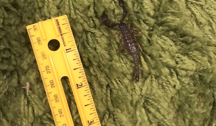 Strange Tail: Mission Resident Discovers Live Scorpion In Living Room