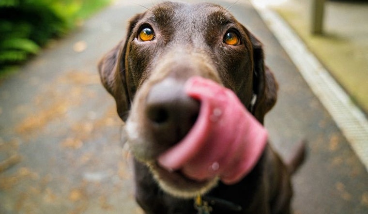 5 charity events to plan for in Portland this weekend