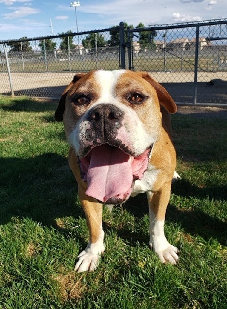 Dogs in Henderson looking for their fur-ever homes