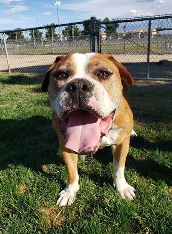 Dogs in Henderson looking for their fur-ever homes