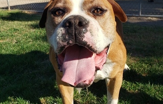 Dogs in Henderson looking for their fur-ever homes