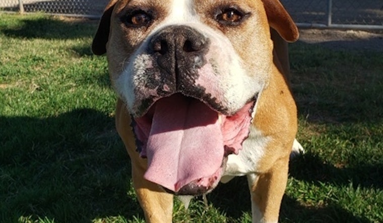 Dogs in Henderson looking for their fur-ever homes