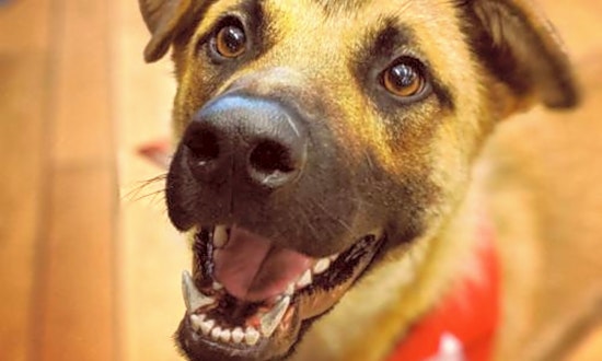 Dogs in Seattle looking for their fur-ever homes