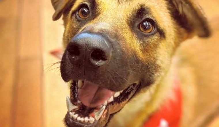 Dogs in Seattle looking for their fur-ever homes
