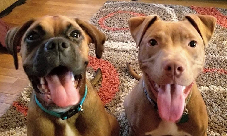 Puppies in Baltimore looking for their fur-ever homes