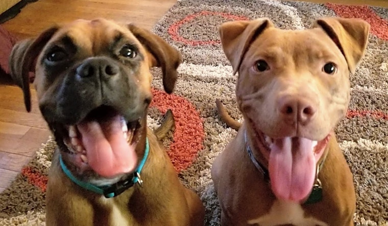 Puppies in Baltimore looking for their fur-ever homes