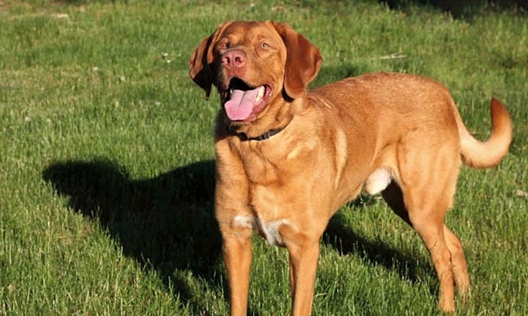 Dogs in Worcester looking for their fur-ever homes