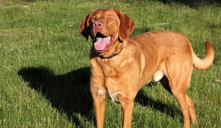 Dogs in Worcester looking for their fur-ever homes