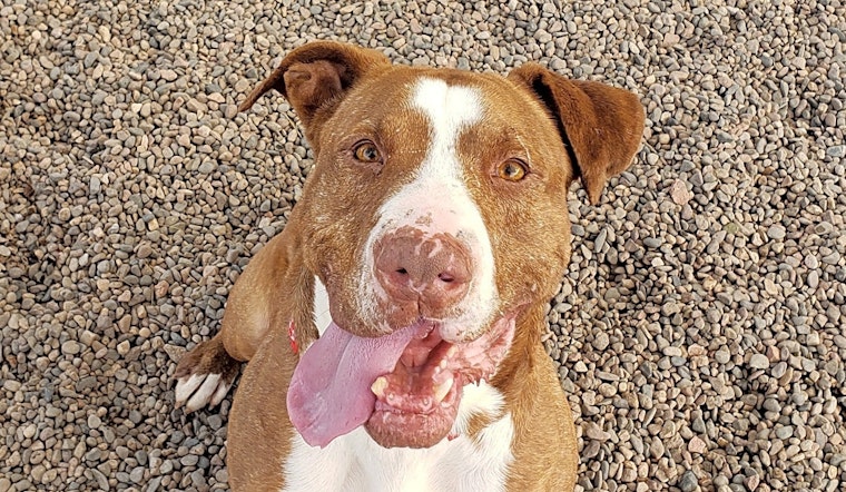 Dogs in Mesa looking for their fur-ever homes