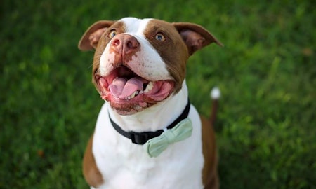 Dogs in Corpus Christi looking for their fur-ever homes