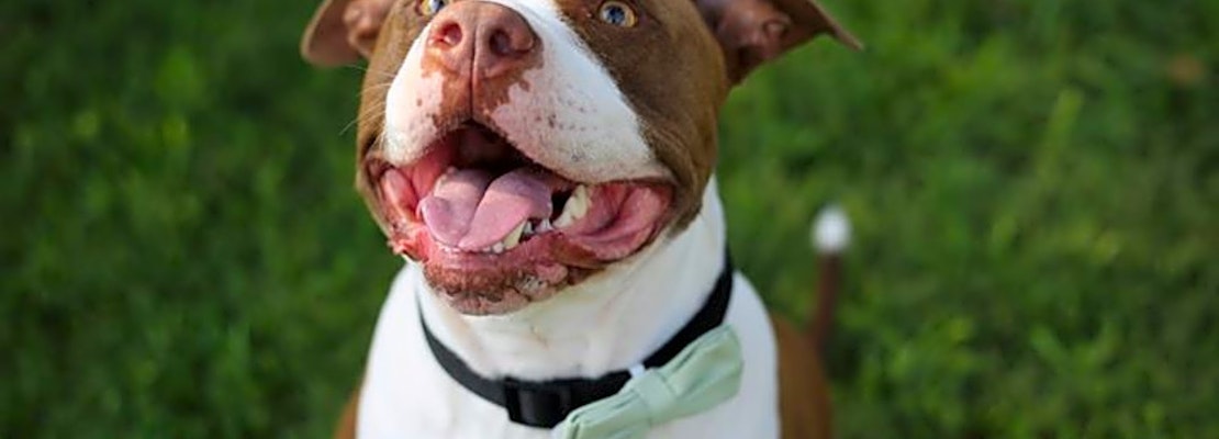 Dogs in Corpus Christi looking for their fur-ever homes
