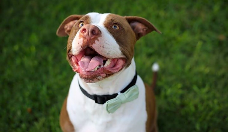 Dogs in Corpus Christi looking for their fur-ever homes
