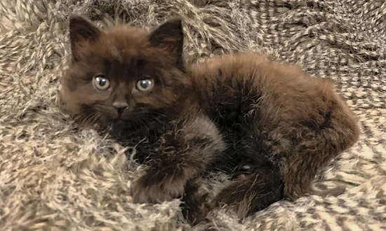 Kittens in Nashville looking for their fur-ever homes