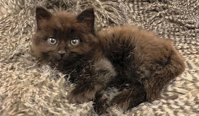 Kittens in Nashville looking for their fur-ever homes