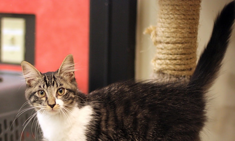 Cats in San Diego looking for their fur-ever homes