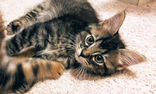 Kittens in Atlanta looking for their fur-ever homes