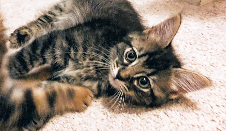 Kittens in Atlanta looking for their fur-ever homes