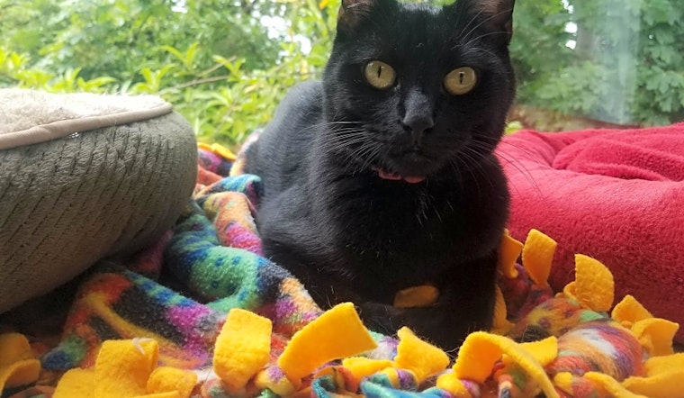 Cats in Portland looking for their fur-ever homes