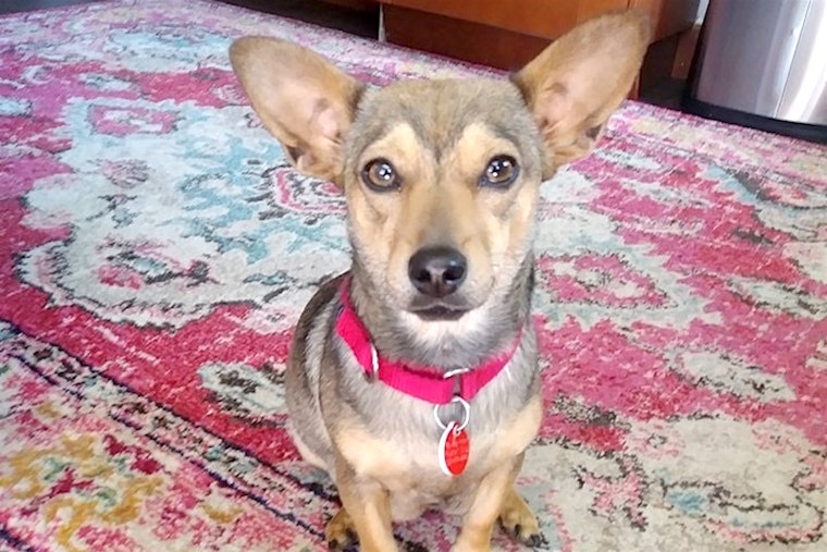 Dogs in Portland looking for their fur-ever homes